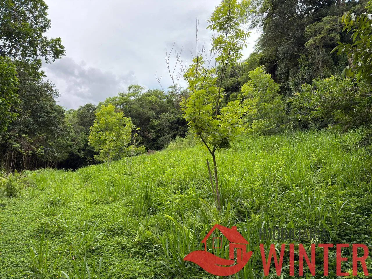 Imagem Area com 10.571 m2 no São Roque, Feliz