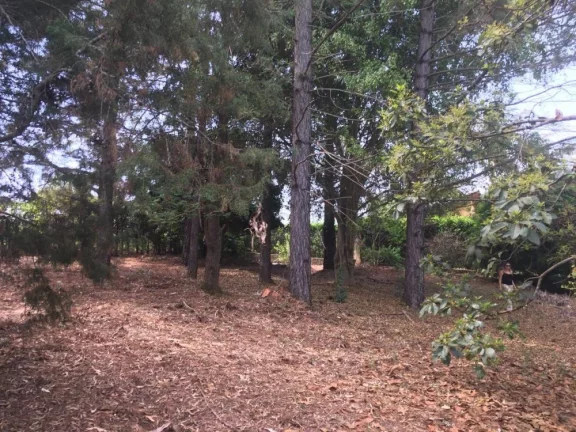 Imagem Chácara dos Sonhos à Venda em Bofete - Castelo Branco Km 183