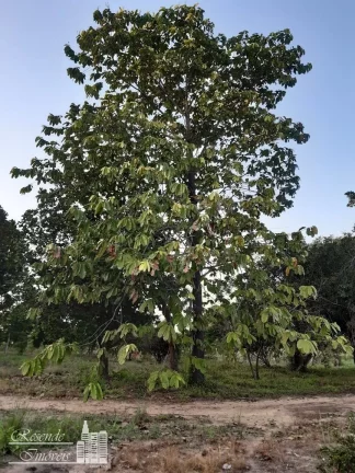 Imagem TERRENO A VENDA NO CENTRO