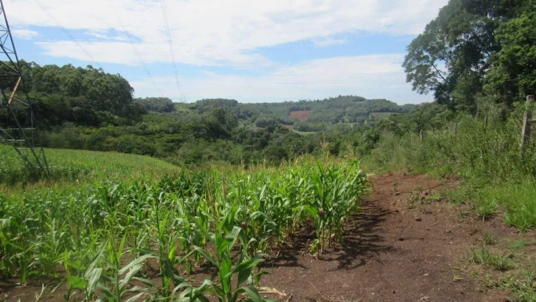 Imagem Área Agrícola para Venda em Concórdia, Rural