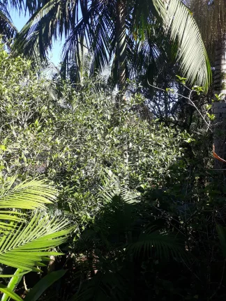 Imagem Casa a VENDA com Chácara de 849m², no Centro de SJBatista, a VENDA, Casa com chácara no centro de São João Batista. Ótima chácara no centro de SJBati