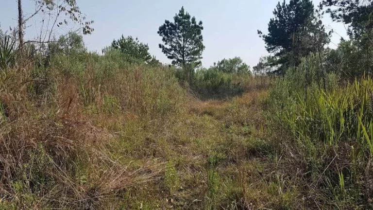 Imagem Área Rural para formar Chácara