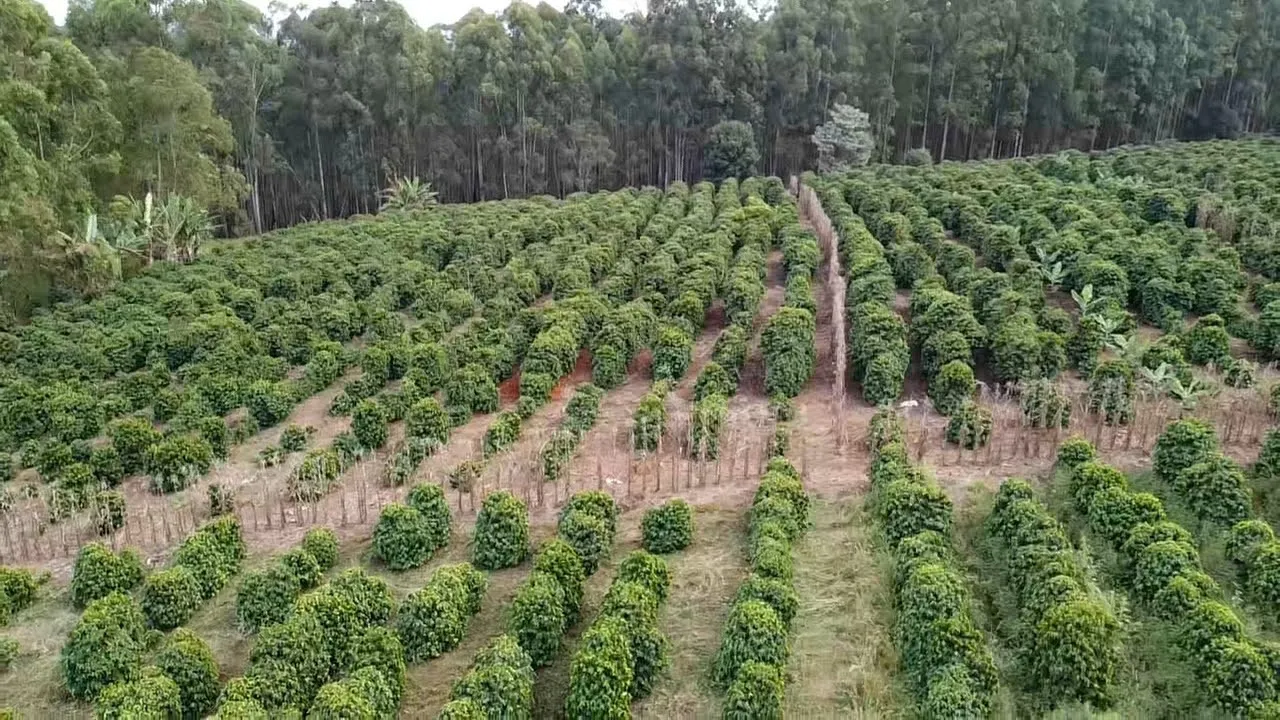 Imagem Sítio 1,3 ha à venda em Capituvas, Campestre
