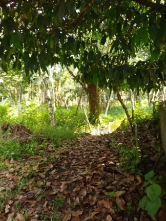 Imagem CASAL IMÓVEIS VENDE SÍTIO EM MARITUBA 53.000 M2 - ESTRADA URIBOCA - BR 316 - ALÇA VIÁRIA