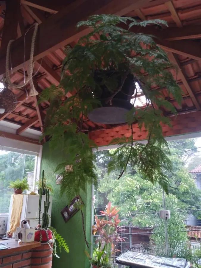 Imagem Casa para Venda em São Paulo, Jardim Regina, 3 dormitórios, 1 banheiro, 3 vagas