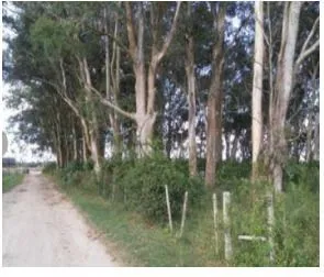 Imagem Area para Venda - 1.100.000m², Vila Santa Rosa