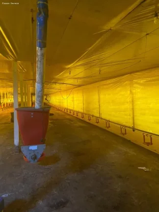 Imagem Área para Venda em Cordilheira Alta, Interior, 3 dormitórios, 1 banheiro, 2 vagas