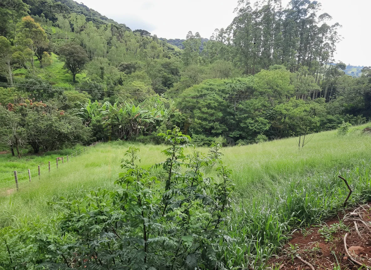 Imagem Chácara à venda em Campininhas, Caldas