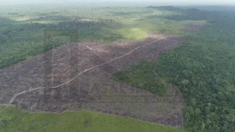 Imagem CASAL IMÓVEIS VENDE FAZENDA EM PARAGOMINAS 500 ALQUEIRES