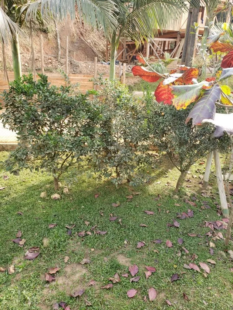Imagem Sítio dos Sonhos: Descubra o Encanto da Natureza no Brilhante 2
