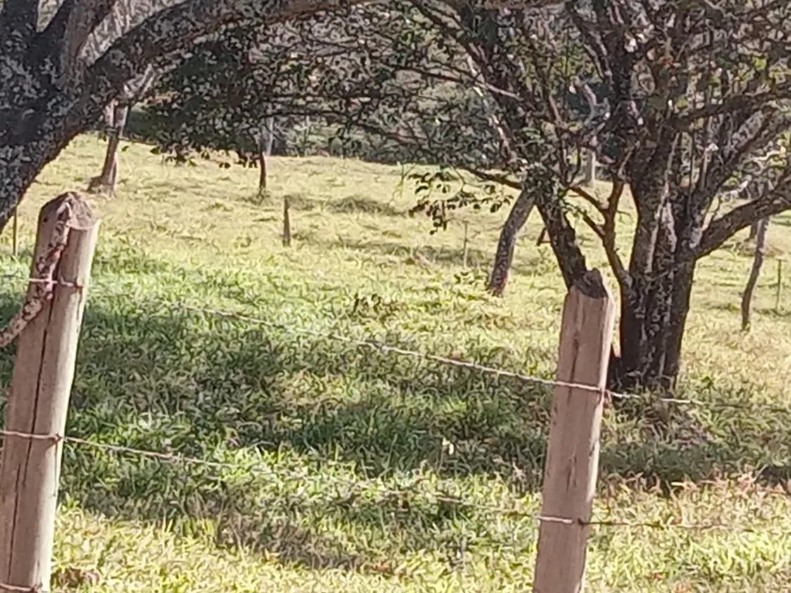 Imagem Vendo um excelente sítio na cidade de Piracema/Mg com 5 hectares de terra