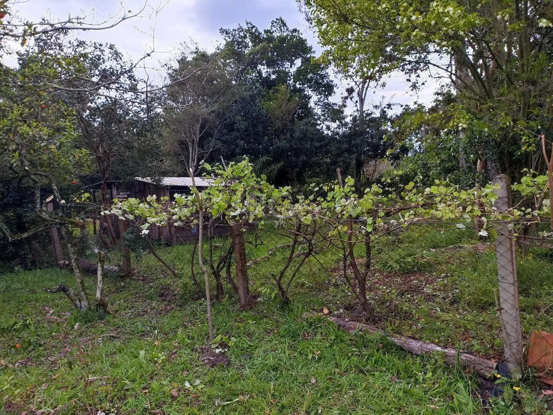 Imagem Sítio para Venda - 3330m², 3 dormitórios, sendo 1 suites, Itapuã
