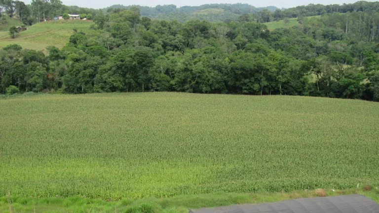 Imagem Área Agrícola para Venda em Peritiba, Lageado Mirim