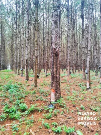 Imagem EXCELENTE FAZENDA COM PINUS A VENDA NA REGIÃO DE ITAPETININGA-SP