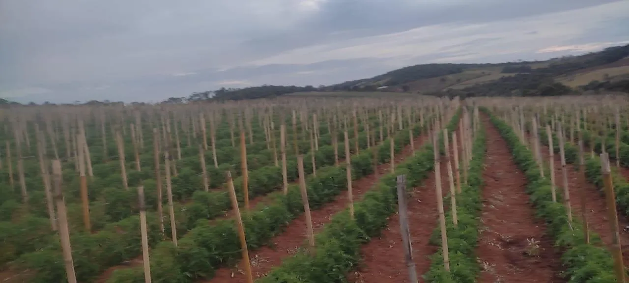 Foto do imóvel FAZENDA À VENDA - CRUCILÂNDIA (MG) 120 hectares de área total