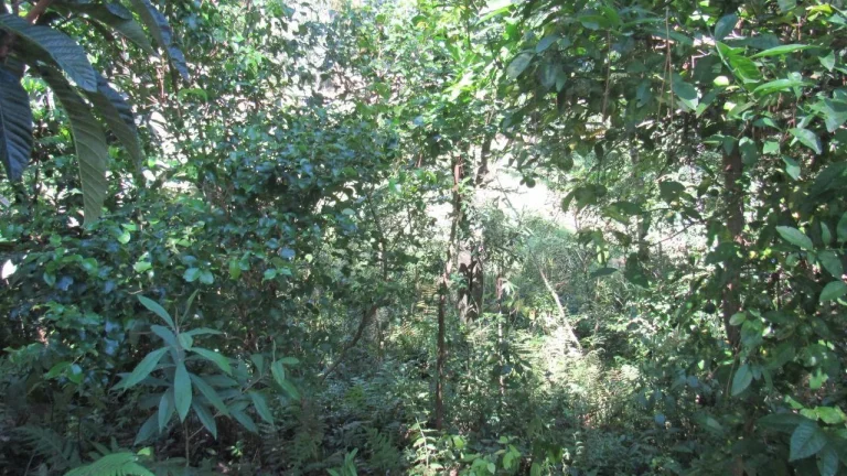 Imagem Área Agrícola para Venda em Jaborá, Rural