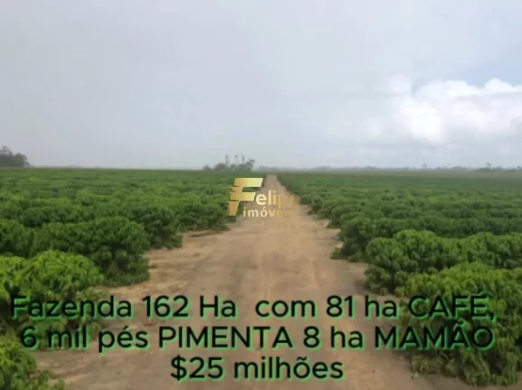 Imagem FAZENDA DE ALTO PADRÃO EM EUNÁPOLIS/BA 162 HECTARES DOCUMENTADOS 81 há de CAFÉ.
