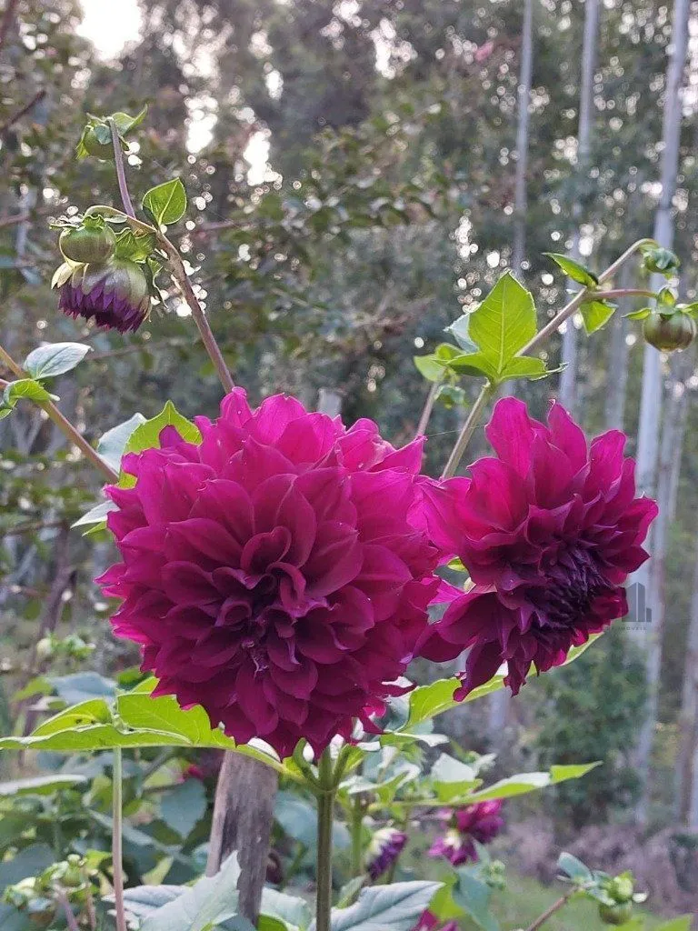 Imagem Fazenda em Zona Rural