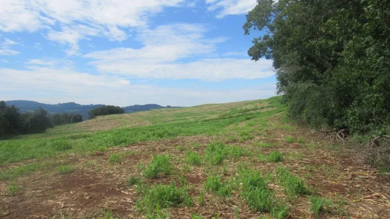 Imagem Área Agrícola para Venda em Concórdia, Rancho Grande