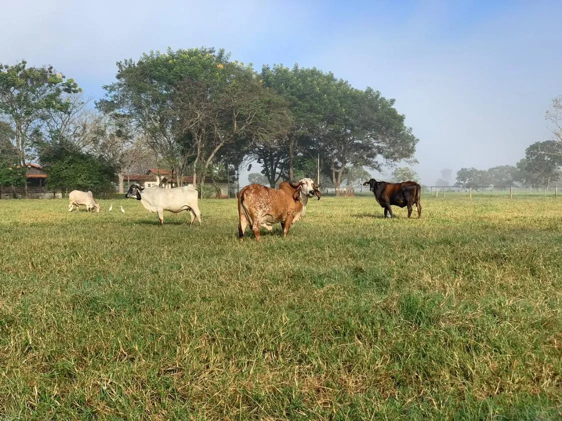 Imagem FAZENDA À VENDA EM FELIXLÂNDIA/MG | 105 HECTARES