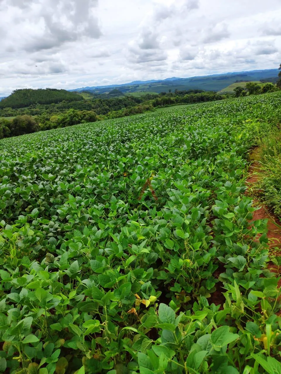 Imagem Fazenda à venda,260000.00m , CAMPINA DO SIQUEIRA, CANDOI - PR