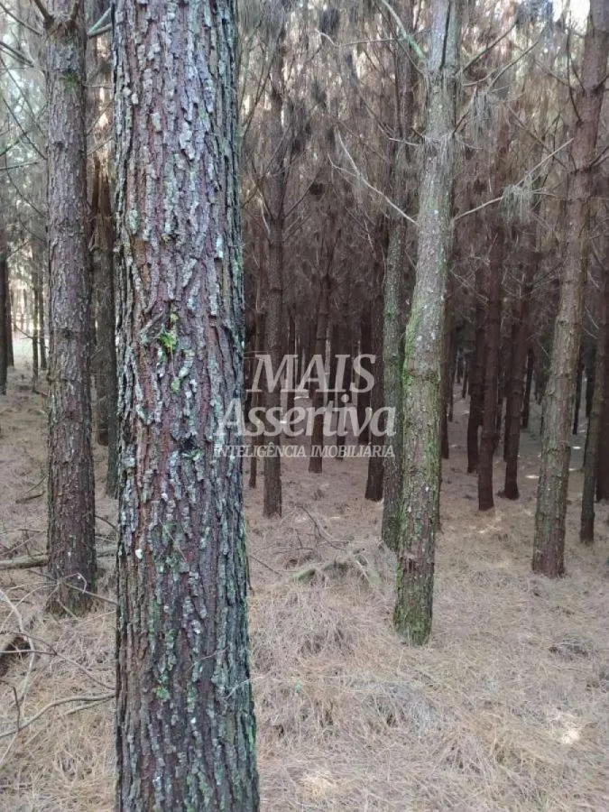 Foto do imóvel Sítio para Venda em São Francisco De Paula / RS