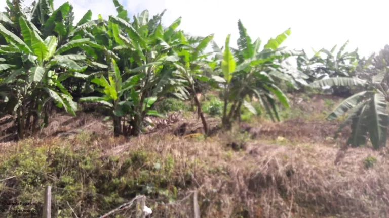 Imagem SITIO RURAL em CALDAS - MG, LARANJEIRAS DE CALDAS