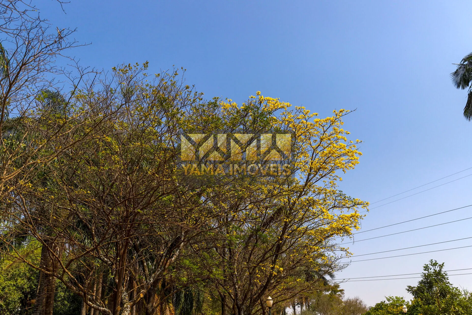 Imagem Condomínio Ipê Amarelo - Casa à venda no bairro Condomínio Ipê Roxo - Ribeirão Preto/SP