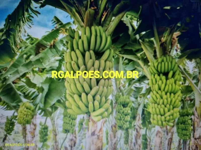Imagem Terreno Comercial para Venda em Magé, Piabetá, 1 dormitório, 1 banheiro