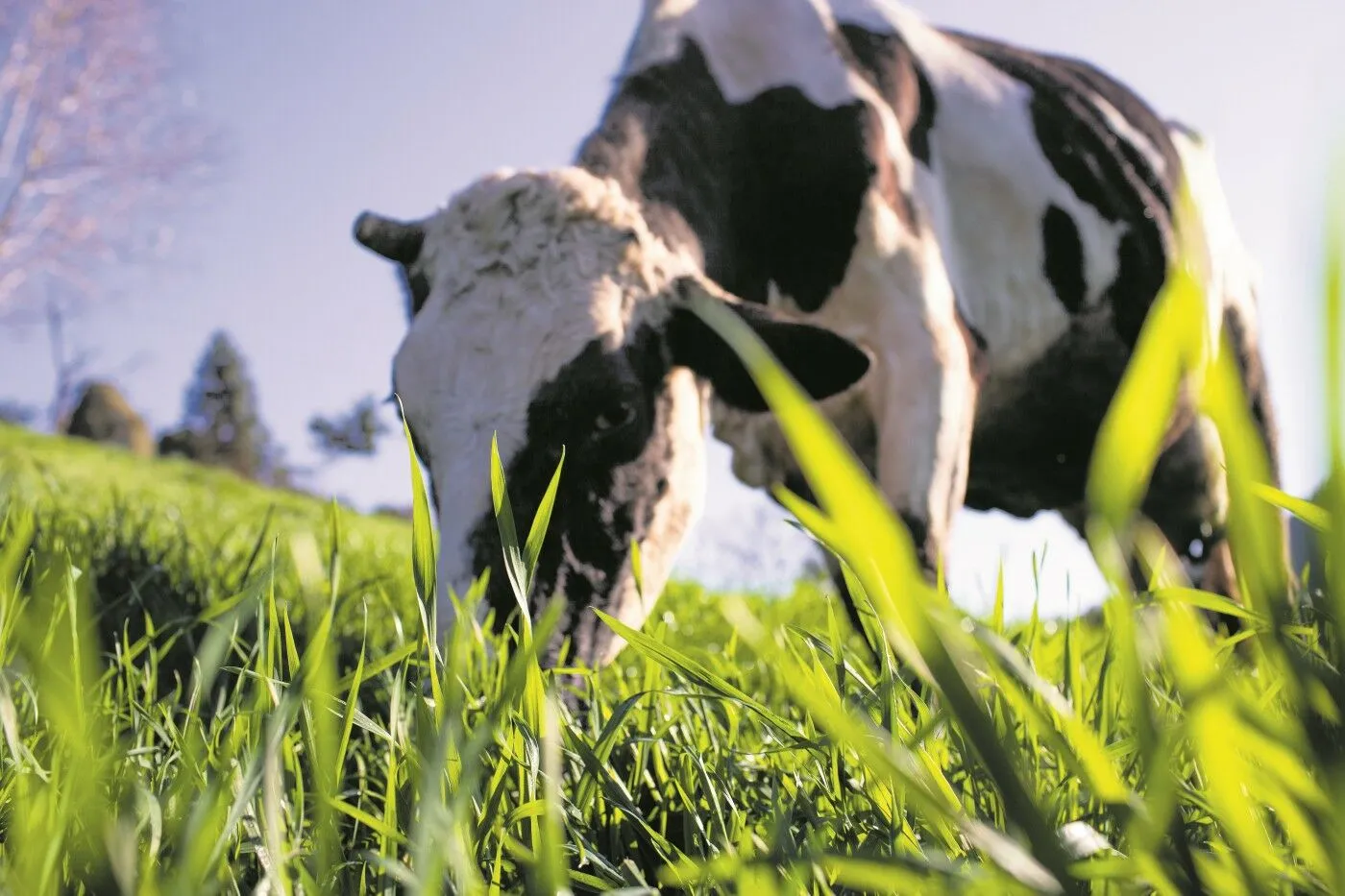 Imagem Seu Sonho Rural em Conchal: Propriedade de 72.600 m² com Infraestrutura Completa!