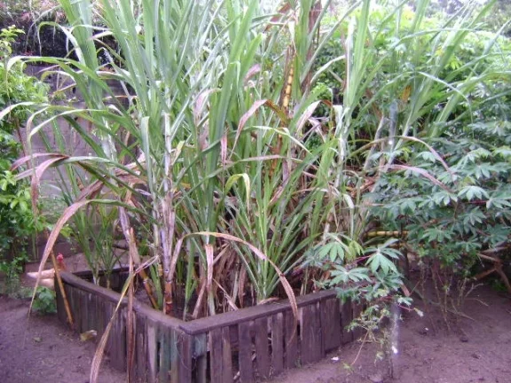 Imagem Chácara Atibaia 100% plana rio pertinho do asfalto!