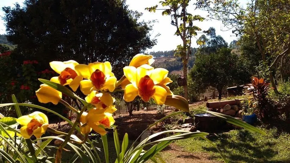 Imagem Vendo excelente sítio em Desterro de Entre Rios/MG, com 30.000 m² de área