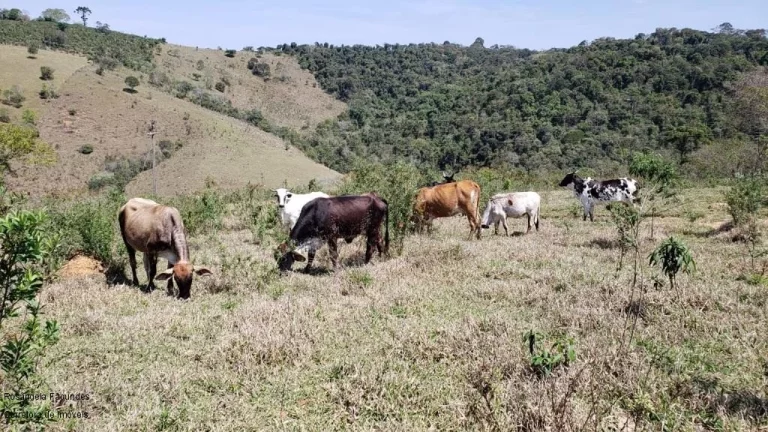 SITIO RURAL em BANDEIRA DO SUL - MG, Sitio Capituvas