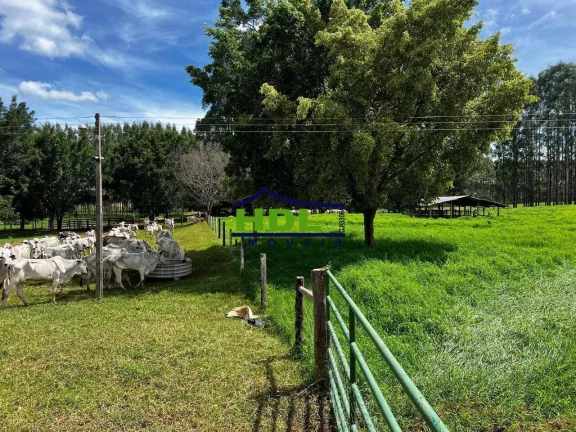 Imagem Fazenda Top de 165 Alqs em Padre Bernardo GO