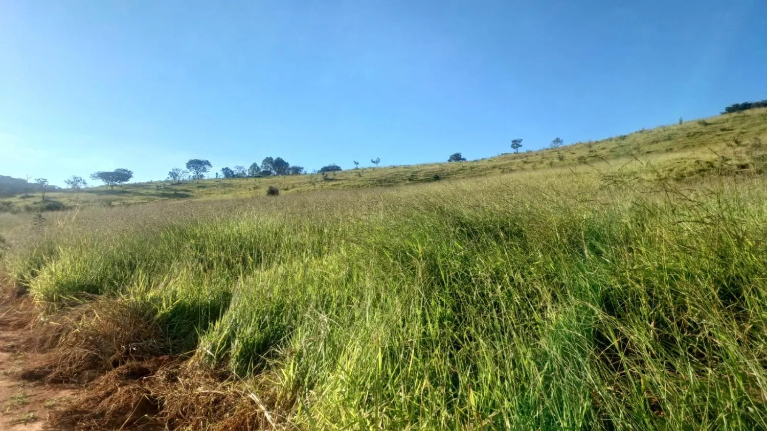 Imagem FAZENDA À VENDA - OLIVEIRA (MG) 107 hectares de terra