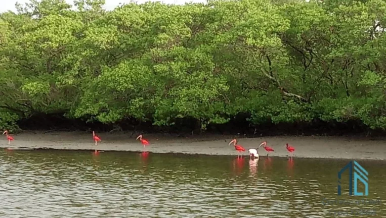 Imagem Chácara/Sítio, propriedade produtiva, 30 hectares com plantação de palmito pupunha, em Guaratuba PR