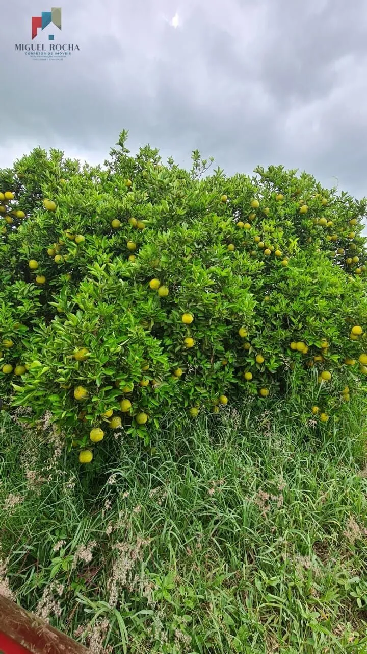 Imagem Fazenda região de Araraquara SP