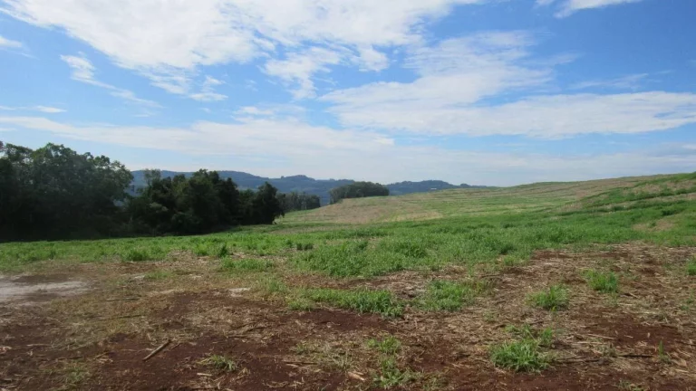 Imagem Área Agrícola para Venda em Concórdia, Rancho Grande