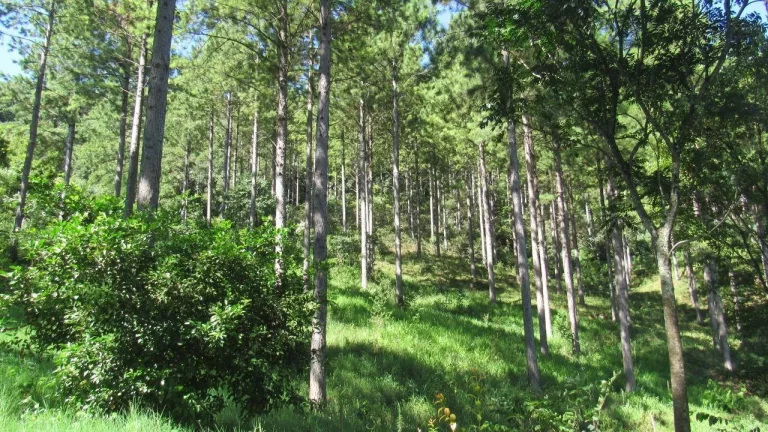 Imagem Área Agrícola para Venda em Jaborá, Rural