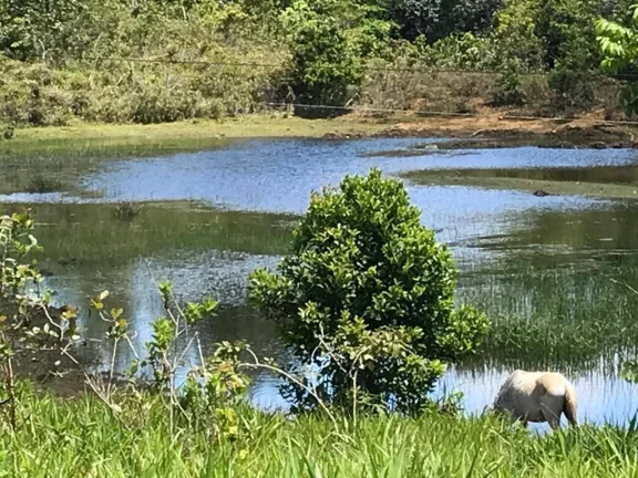 Foto do imóvel FAZENDA DE CACAU - PARAÍSO PRODUTIVO