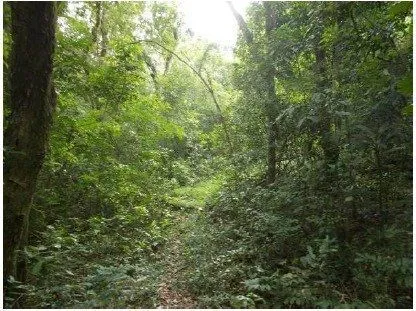 Imagem Terreno em Ponta Grossa