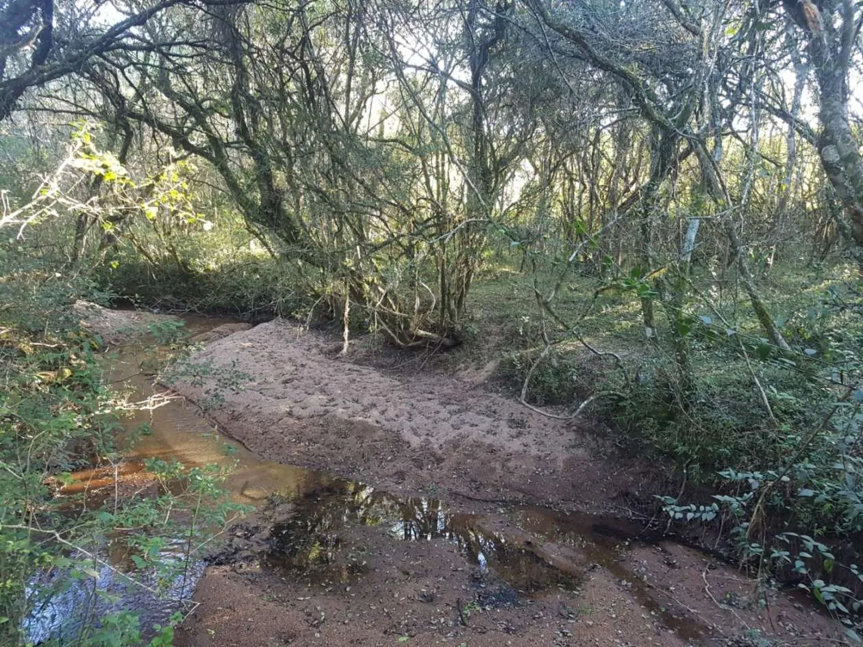 Imagem Sítio para Venda em Pedro Osório, Brasileiras