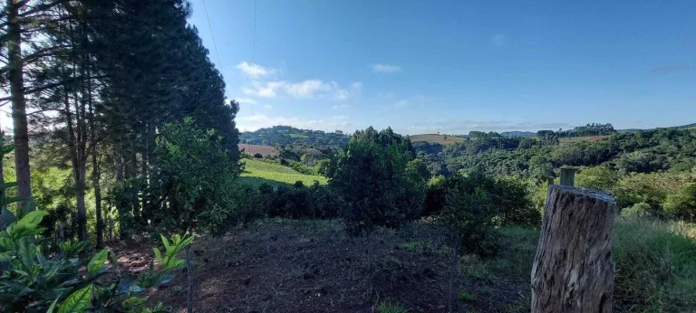 Imagem Chácara à venda em Campo Largo/PR