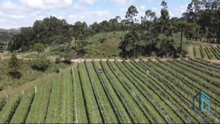 Imagem - Fazenda, Vinícola, Sítio, A VENDA, próximo ao centro de São Joaquim SC