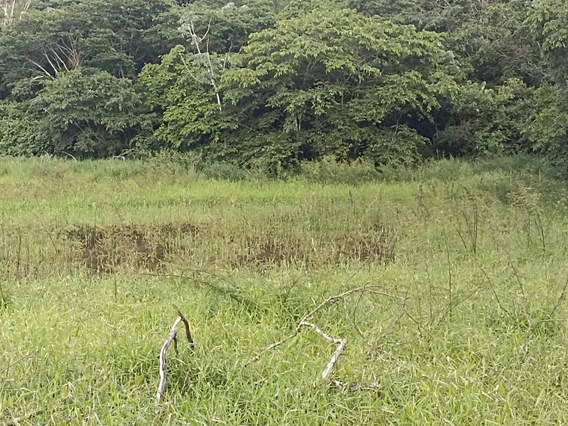 Imagem Terreno a venda de 24,3 hectares às margens do Rio Picão