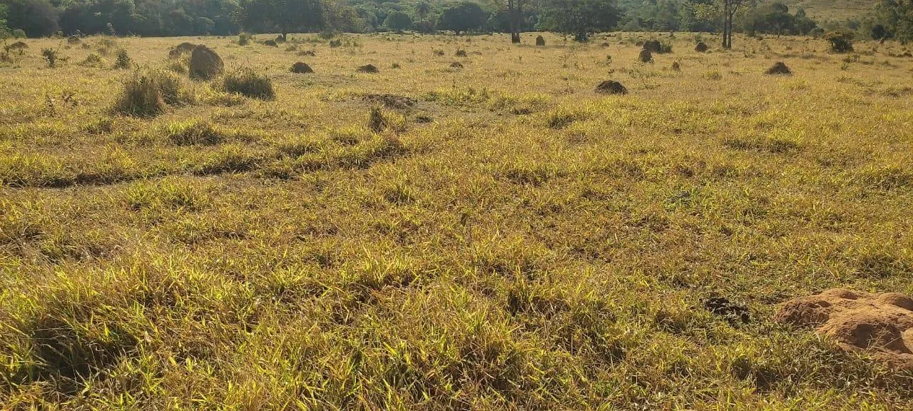 Imagem Vendo uma excelente fazenda na região de Itaúna/MG 212 hectares de terra