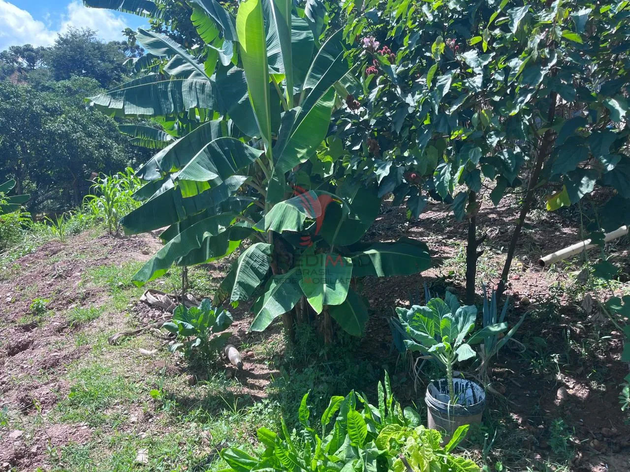 Imagem Sítio com 8.000 metros a venda em Araçariguama, no bairro Ella