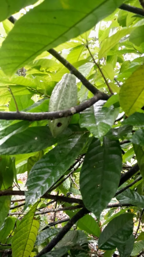 Imagem Sítio para Venda em Sete Barras, Rural