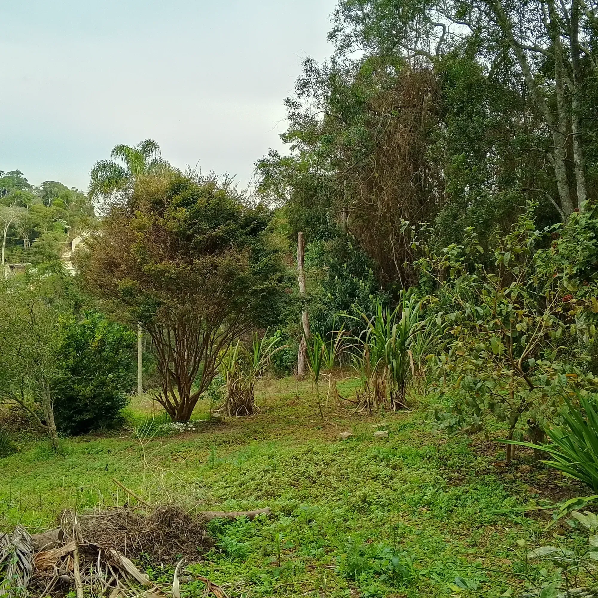Imagem Chácara com 3 Quartos à Venda, 12.000 m² em Jardim das Cerejeiras - Cotia