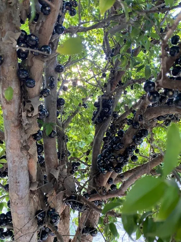Imagem Sítio à Venda em Esmeraldas/MG Área: 8.000 m² em condomínio fechado